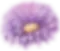 Purple Flower